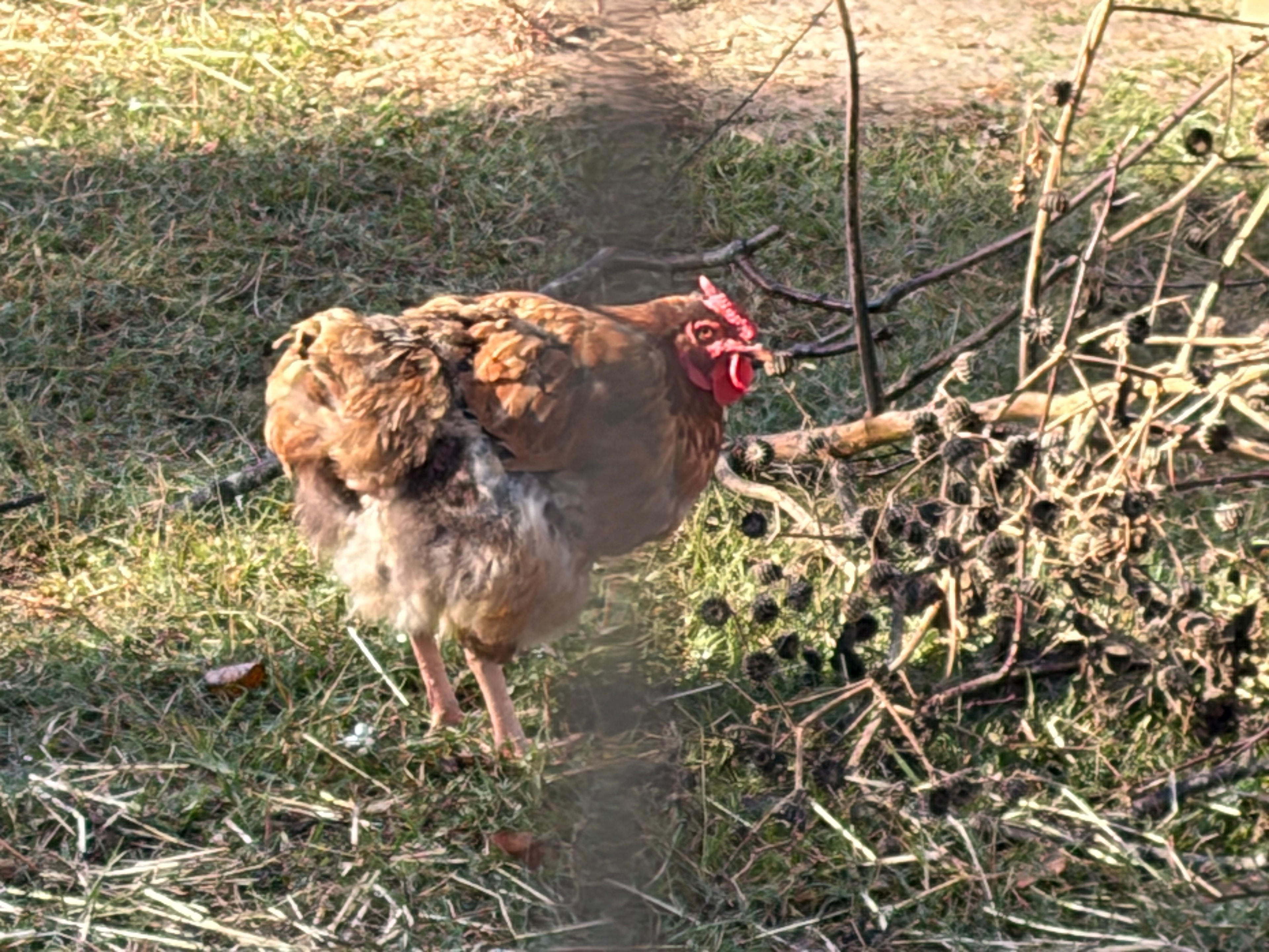 Chickens — your photo